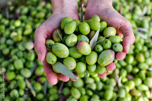 Hands holding green olives