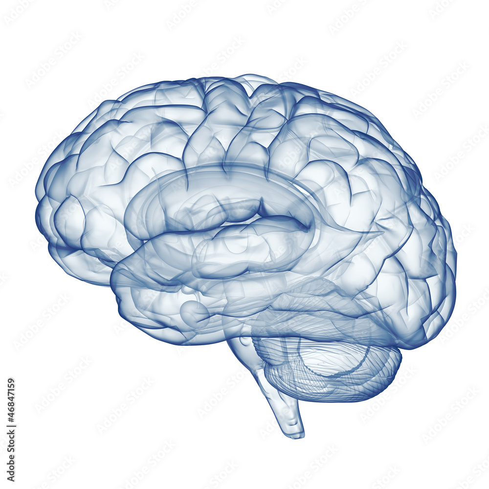 Menschliches Gehirn - Röntgenbild - obrazy, fototapety, plakaty 