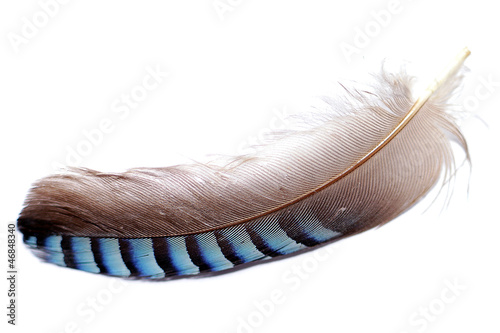 Feather of a bird