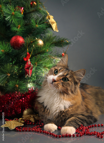 cat and christmas