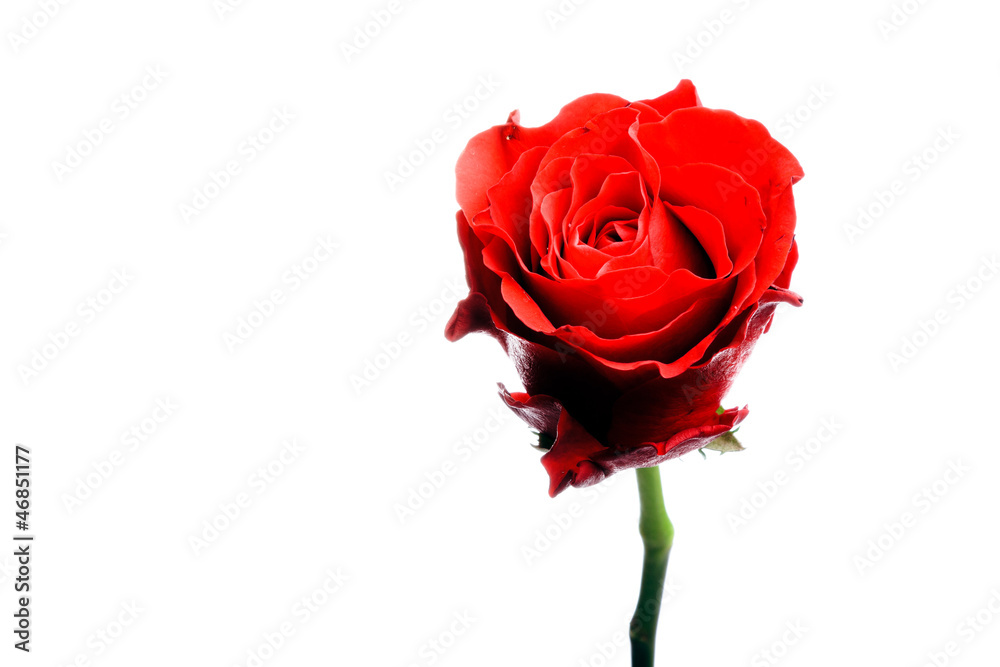 Naklejka premium Single red rose isolated on white.