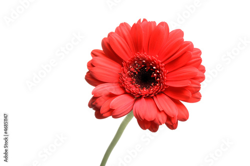 Single red Gerber Daisy isolated on white background.
