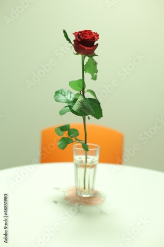 single red rose on the table 7