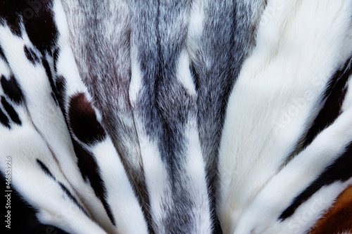 Portrait of beautiful fox skin photo