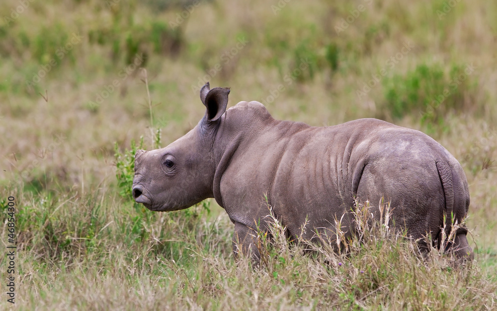 Rhinoceros baby, Lake Nakuru National Park, Kenya Rhinoceros baby, Lake Nakuru National Park, Kenya