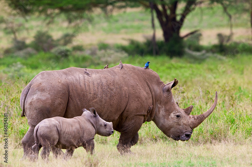 Rhinoceros with her baby  Lake Nakuru  Kenya