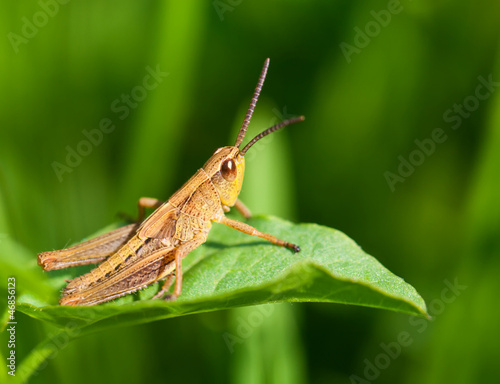 Macro photo of the little grasshopper in the nature