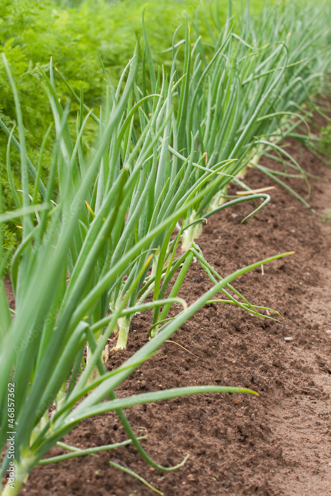 Obraz premium Spring Onions