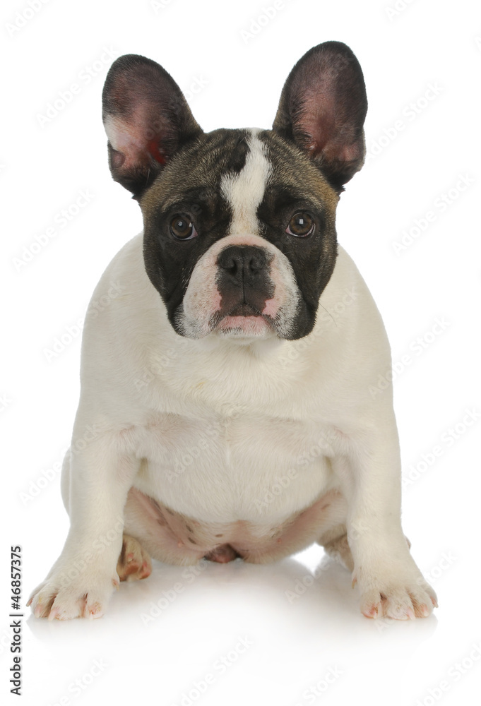 french bulldog french bulldog