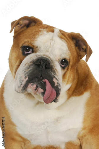 ugly bulldog © Willee Cole