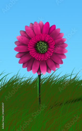 Gerbera