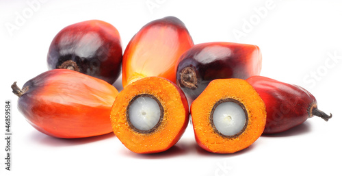 Oil palm fruit