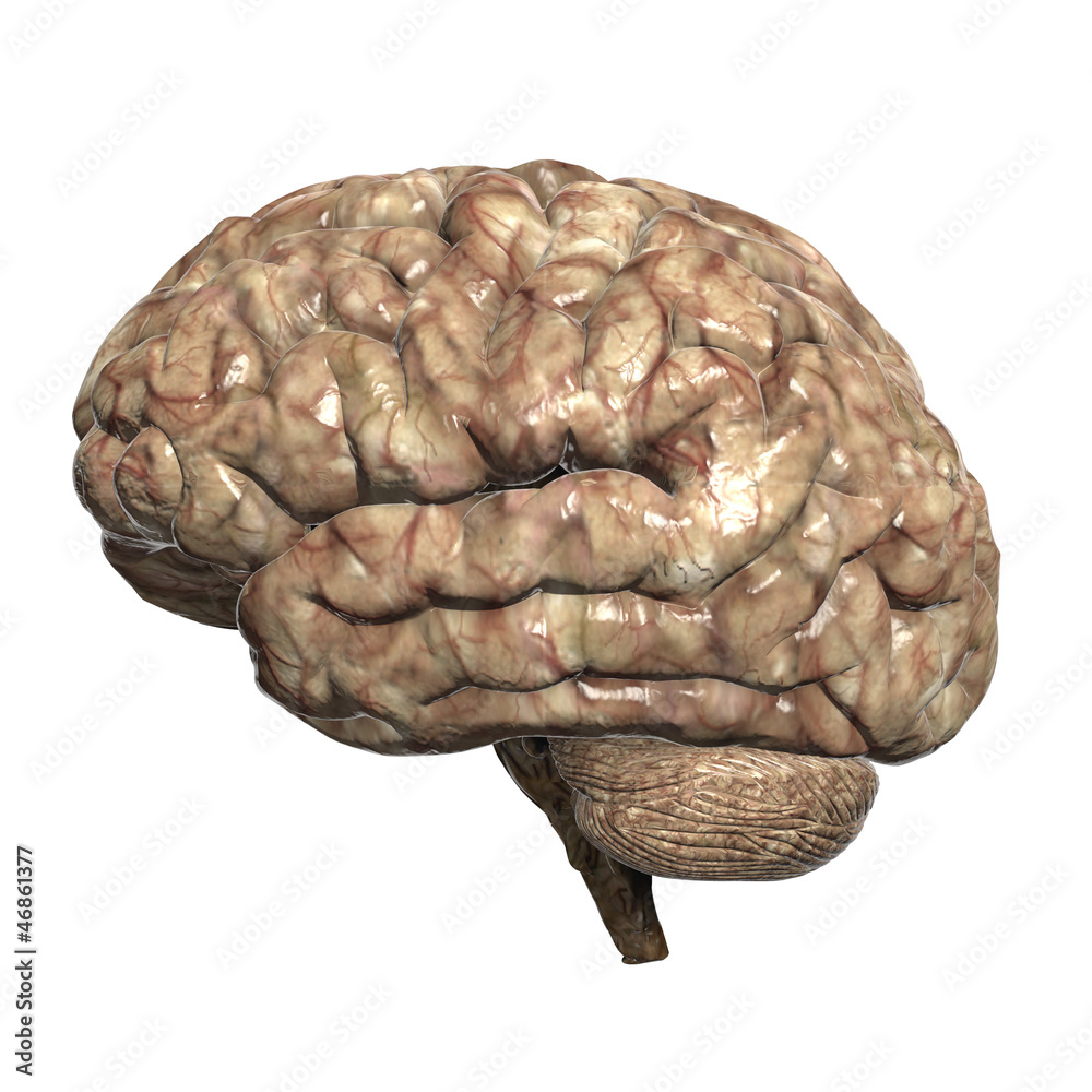 Menschliches Gehirn - anatomisches Modell - obrazy, fototapety, plakaty 