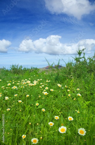 Chrysanthemum coronarium bloom on Fuerteventura after rains photo