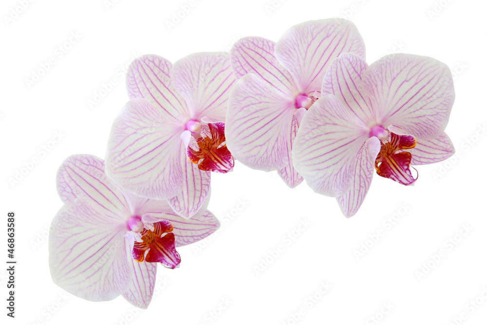Beautiful orchid flowers isolated on white background