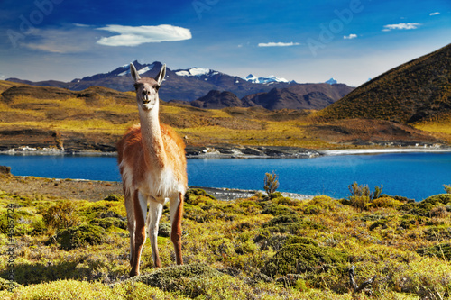 Torres del Paine  Patagonia  Chile