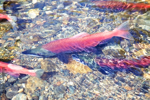 Sockeye Salmon photo