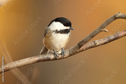 Black-capped Chickadee Perched on a Branch