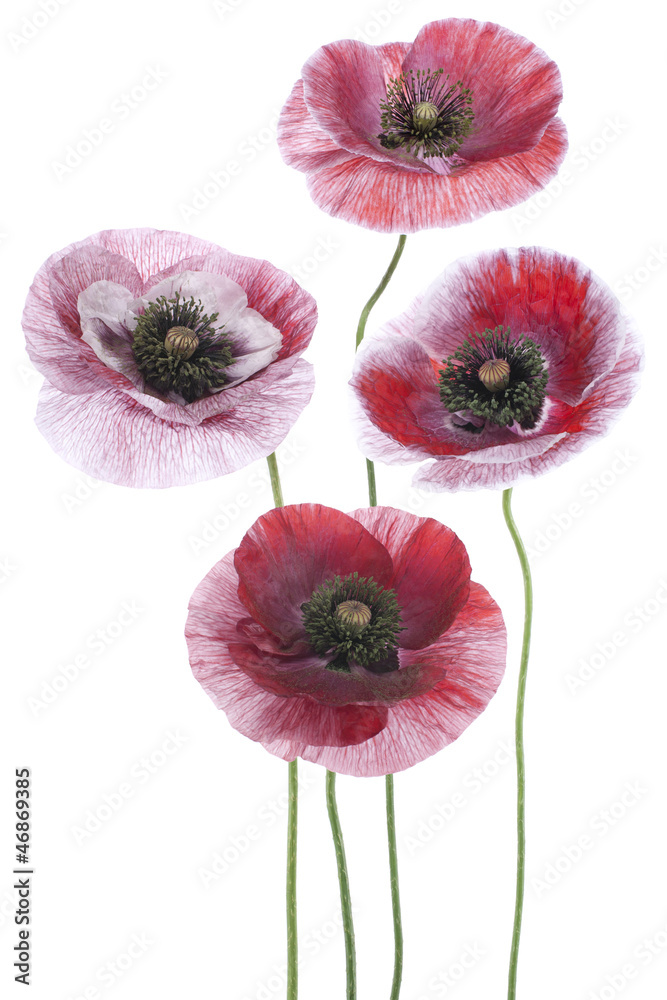 Fototapeta premium poppy