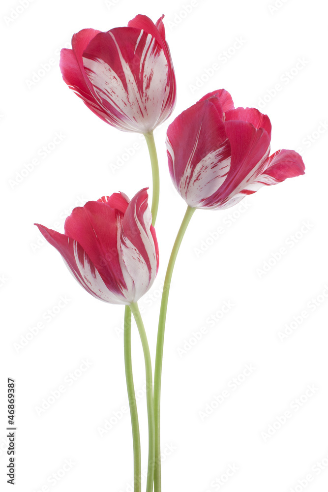 tulip