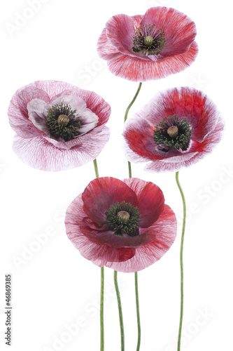 Fototapeta Naklejka Na Ścianę i Meble -  poppy