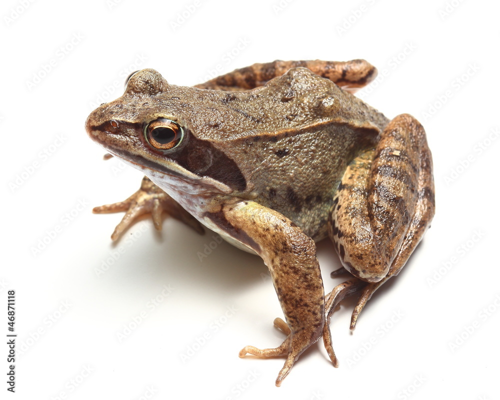 Fototapeta premium żaba trawna (Rana temporaria) nad białym