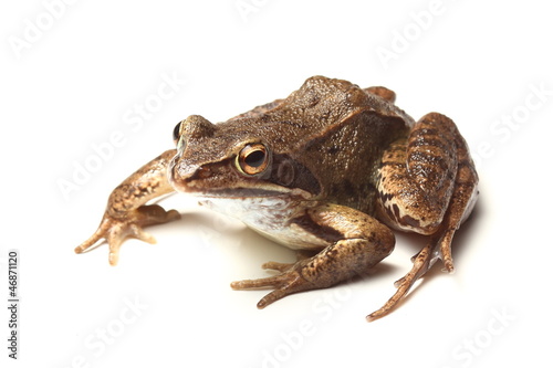 common frog (Rana temporaria) over white