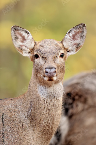 Fotografie Deer in autumn forest