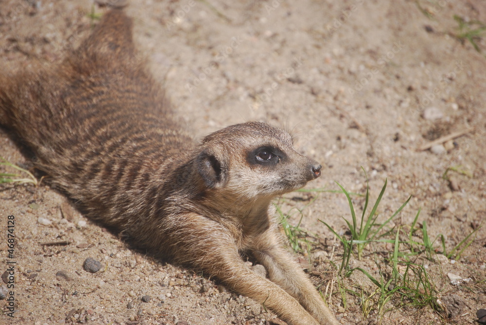Fototapeta premium surykatka