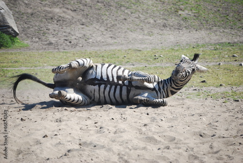 zebra © tychyl90