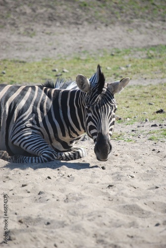 zebra © tychyl90