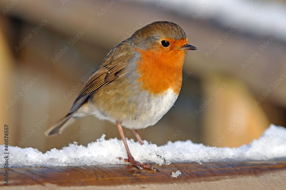 Robin Robin