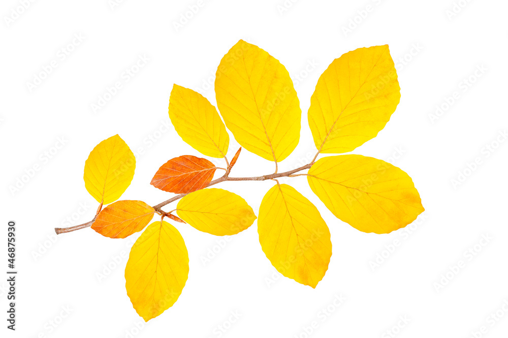 beech branch beech branch