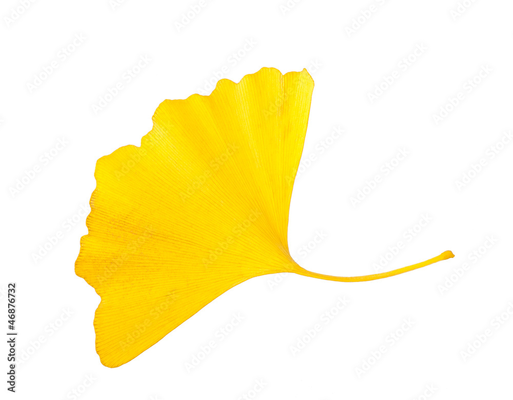 Fototapeta premium ginkgo leaf