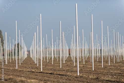 rows of vines photo