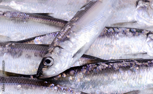 Herring fish background photo