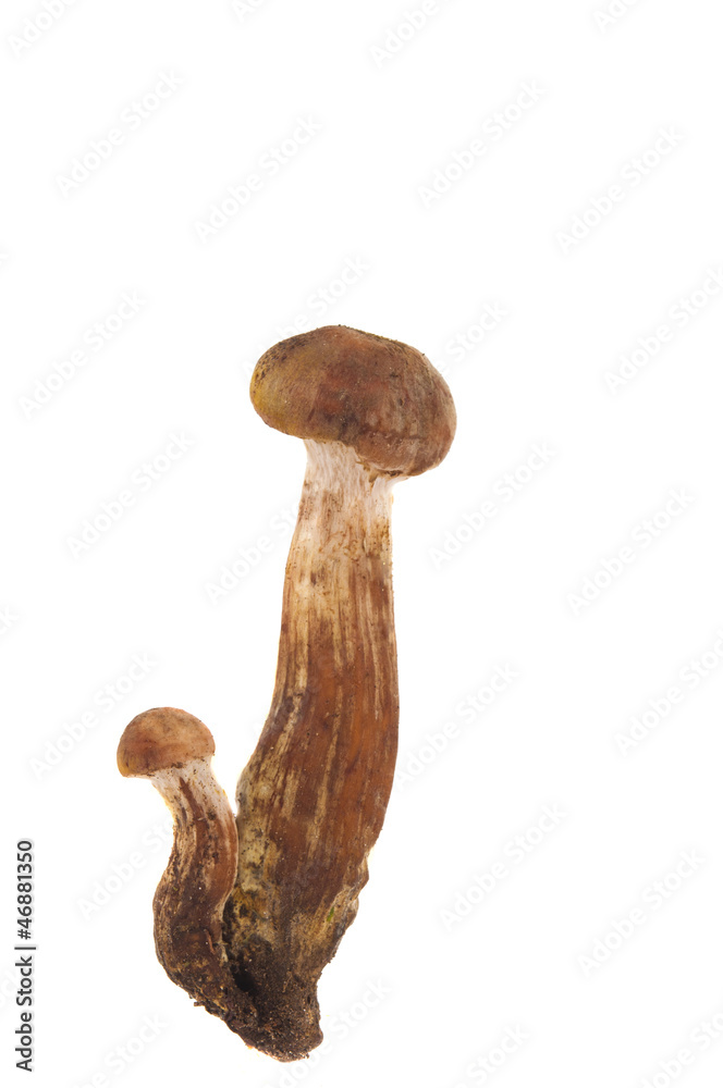 honey mushrooms isolated honey mushrooms isolated