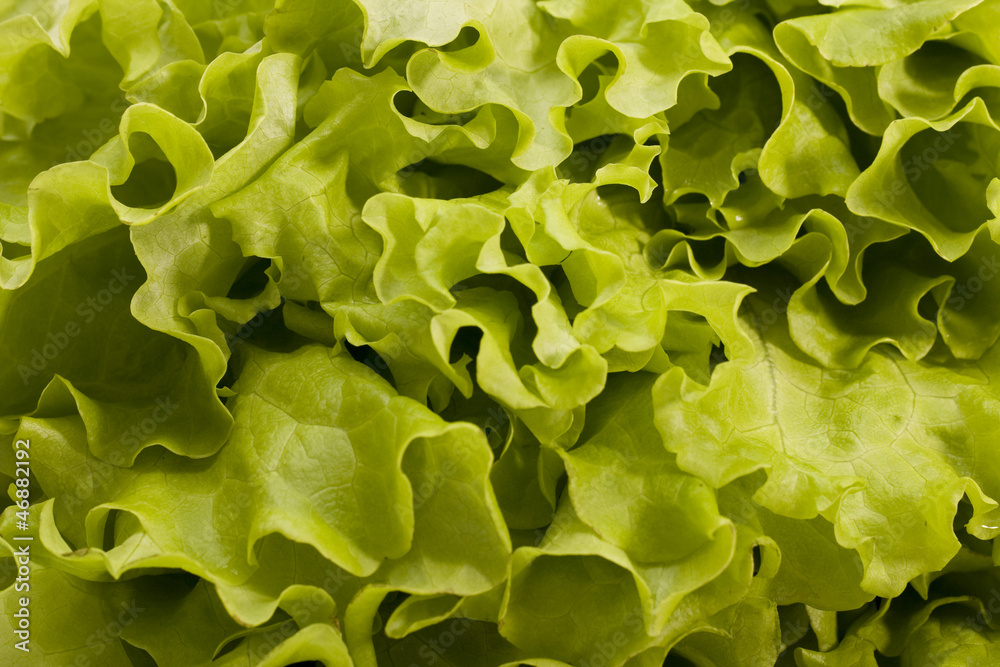 salad leaves salad leaves