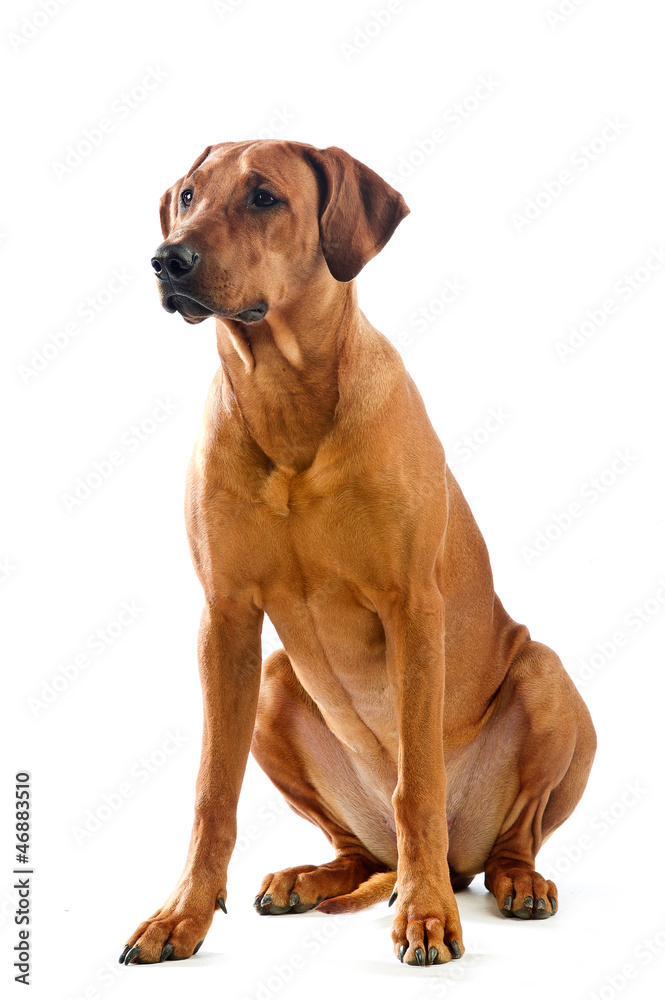 Beautiful dog rhodesian ridgeback sitting isolalted
