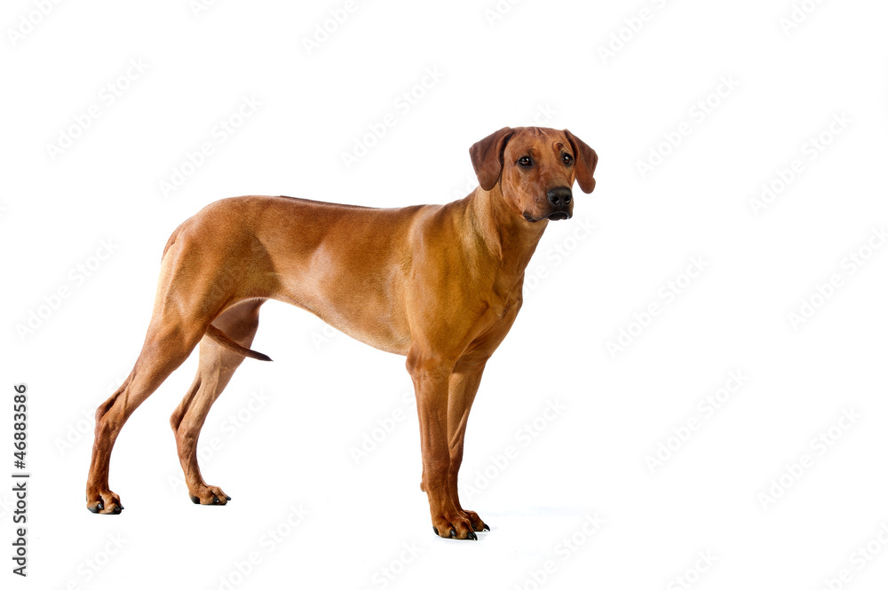 Beautiful dog rhodesian ridgeback standing isolalted