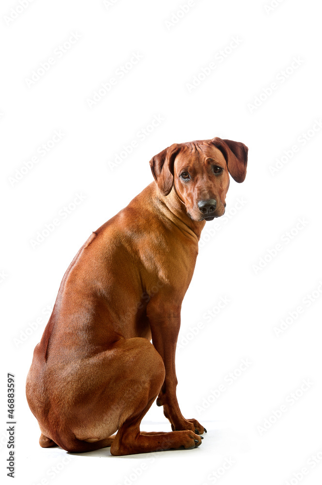 Beautiful dog rhodesian ridgeback sitting isolalted