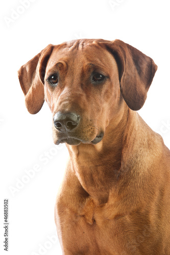 Beautiful dog rhodesian ridgeback portrait isolalted