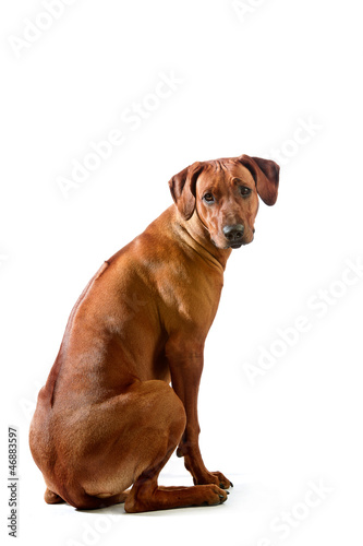 Beautiful dog rhodesian ridgeback sitting isolalted