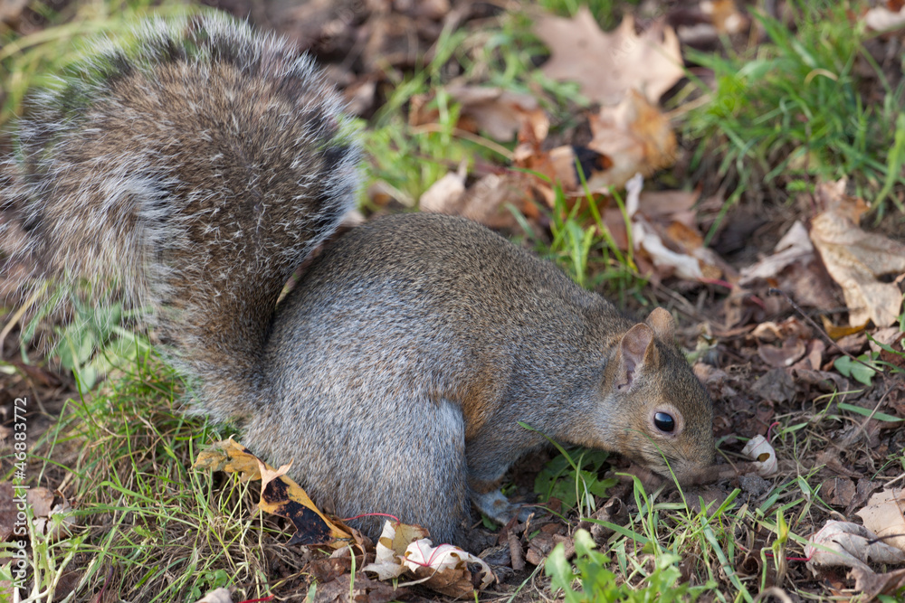 Fototapeta premium Squirrel
