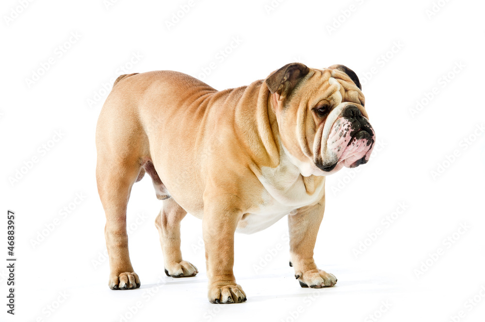 Cute English Bulldog dog staying isolated on white Cute English Bulldog dog staying isolated on white