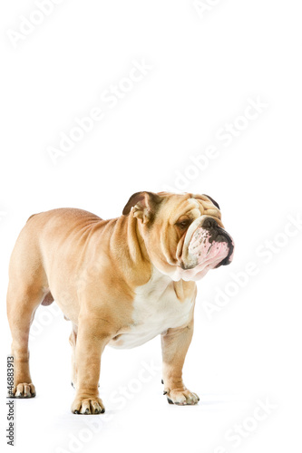 Cute English Bulldog dog staying isolated on white
