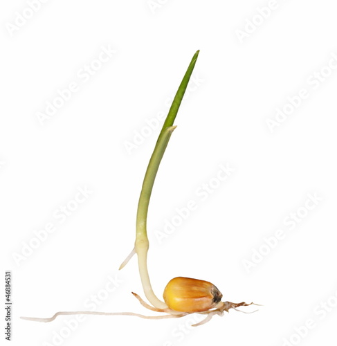 Fotografi Macro germination of corn isolated on white