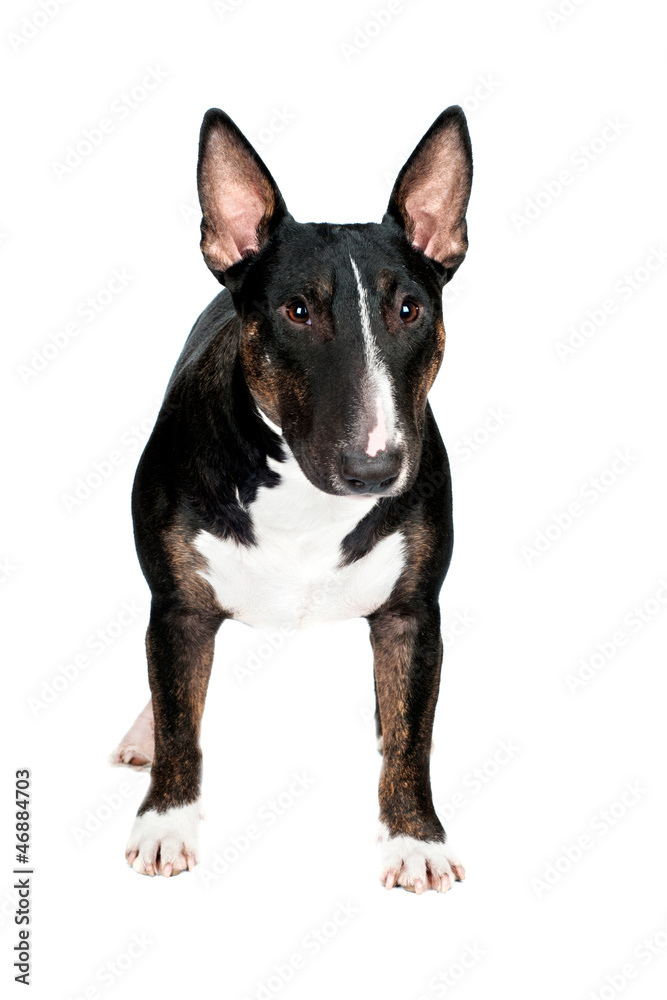 black bull terrier dog isolated
