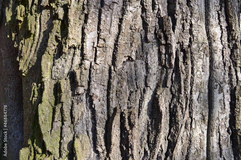 Obraz premium tree bark - background
