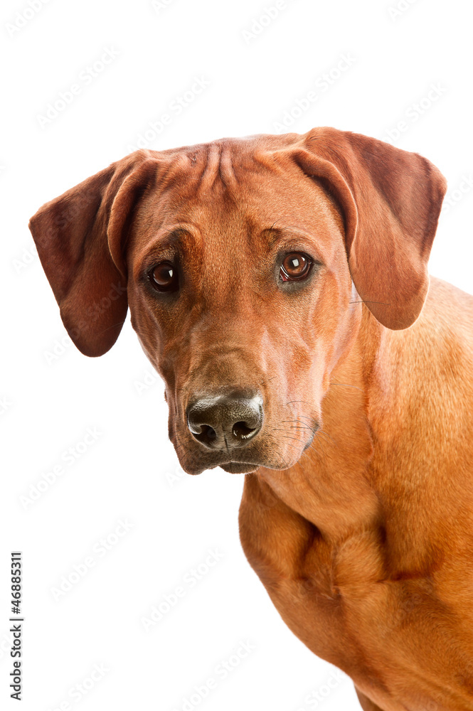 Beautiful dog rhodesian ridgeback isolalted